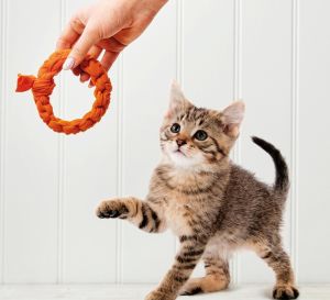 Dog and Cat Toys