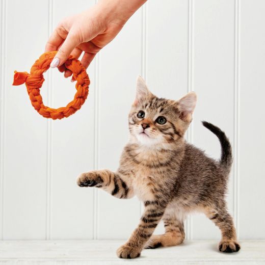 Dog and Cat Toys Dog and Cat Toys