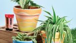 Paint Terracotta Pots Paint Terracotta Pots